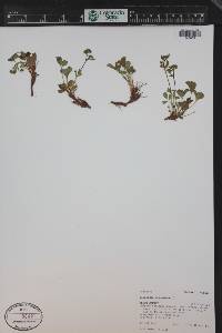 Sibbaldia procumbens image