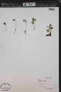 Sibbaldia procumbens image