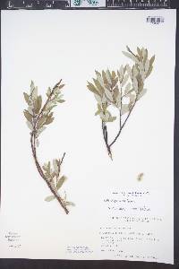 Salix geyeriana image