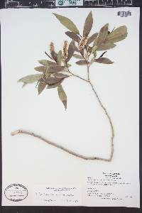 Salix lucida image