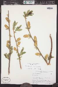 Salix lucida image