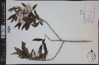 Salix lucida image