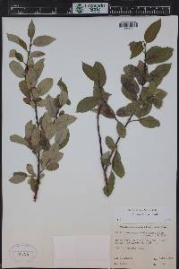 Salix monticola image