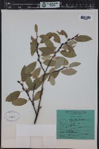 Salix monticola image