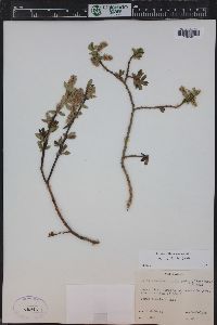 Salix monticola image