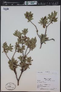 Salix wolfii image