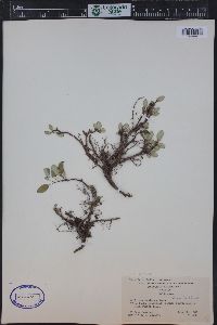 Salix nivalis image