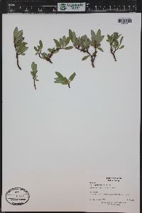 Salix petrophila image