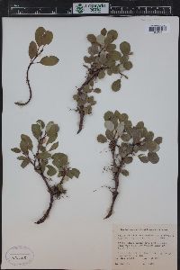 Salix nivalis image