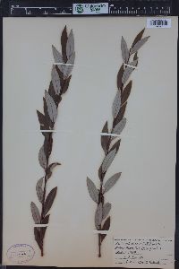 Salix petiolaris image