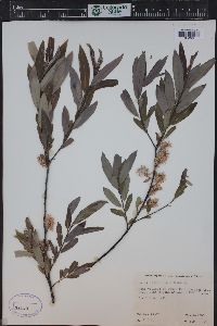 Salix petiolaris image