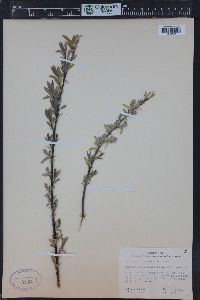 Salix petiolaris image