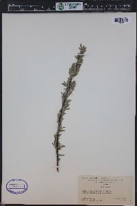 Salix petiolaris image