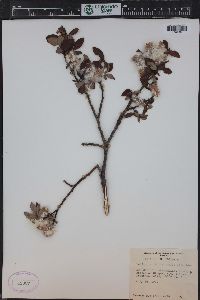 Salix planifolia image