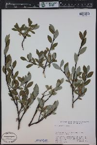 Salix planifolia image