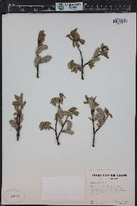 Salix planifolia image