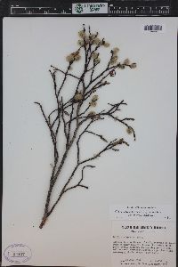 Salix brachycarpa image