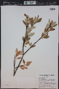 Salix planifolia image