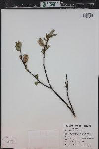 Salix planifolia image