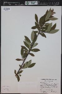 Salix planifolia image