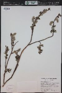 Salix planifolia image