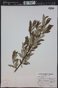 Salix planifolia image