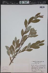 Salix planifolia image