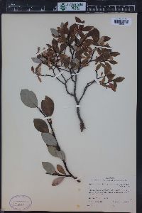 Salix planifolia image