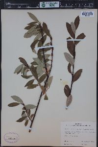 Salix planifolia image