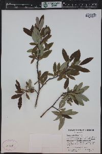 Salix planifolia image