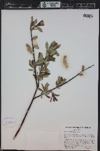 Salix planifolia image