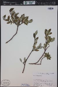 Salix planifolia image