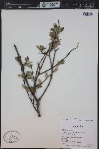 Salix planifolia image