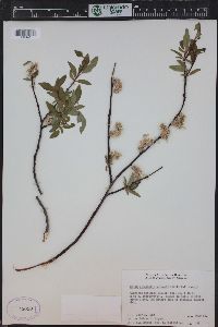 Salix planifolia image