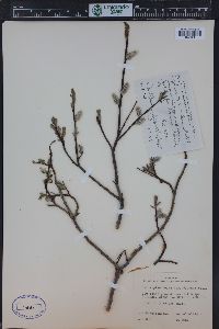 Salix planifolia image