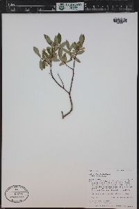 Salix planifolia image