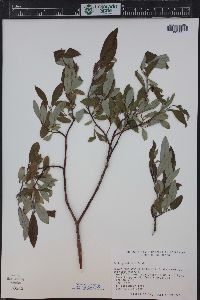 Salix planifolia image