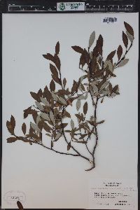 Salix planifolia image