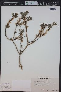 Salix planifolia image