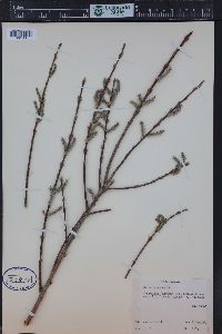 Salix purpurea image