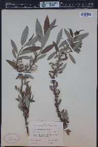 Salix ligulifolia image