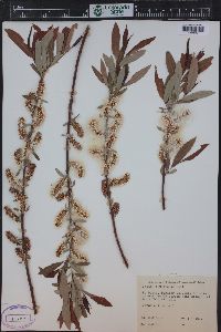 Salix ligulifolia image