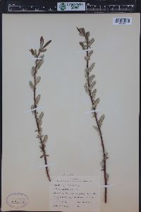 Salix ligulifolia image