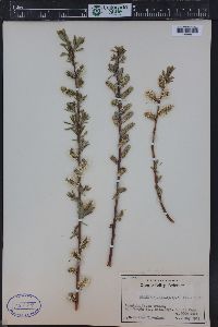 Salix ligulifolia image