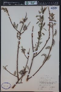 Salix ligulifolia image