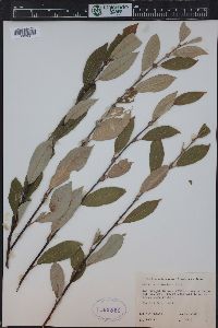 Salix scouleriana image