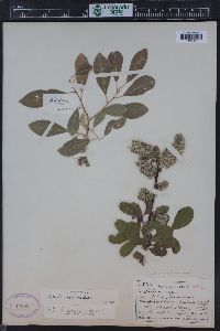 Salix scouleriana image