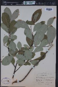 Salix scouleriana image