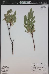 Salix wolfii image