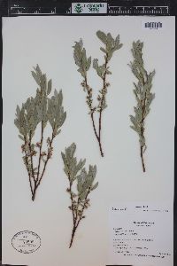 Salix wolfii image